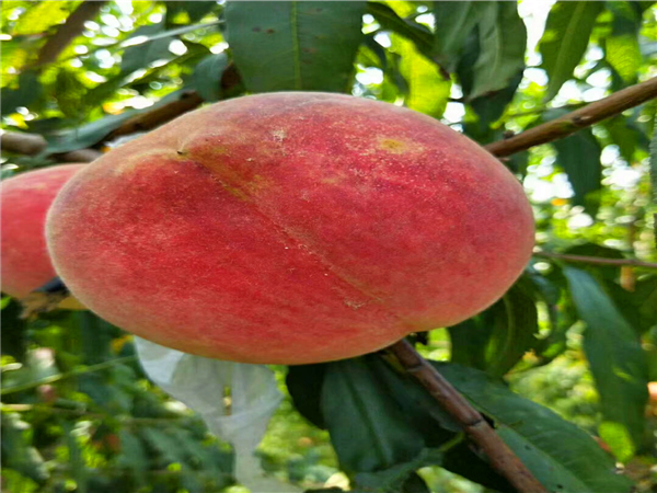 中華壽桃桃樹(shù)苗